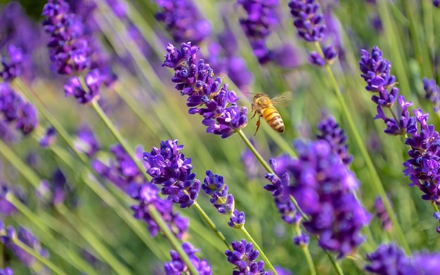 Prossimo piano di un'ape sui fiori di lavanda