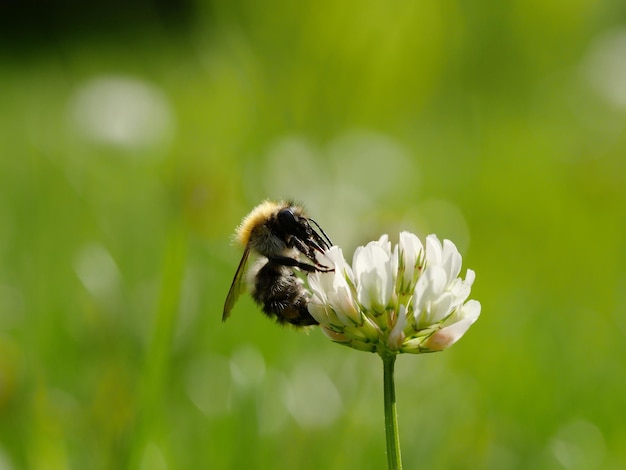Prossimo piano di un'ape sul fiore di trifoglio