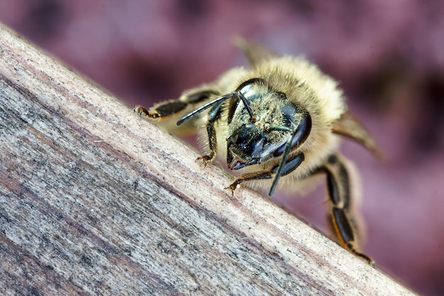 Prossimo piano di un'ape sul legno