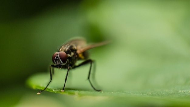 Prossimo piano di un'ape sulla foglia