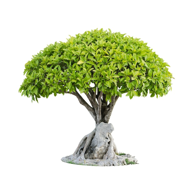 Prossimo piano di un bonsai sullo sfondo bianco