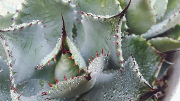 Prossimo piano di un cactus bagnato