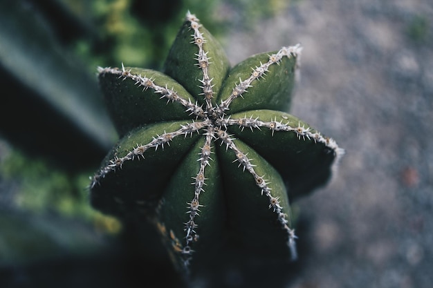 Prossimo piano di un cactus che cresce all'aperto