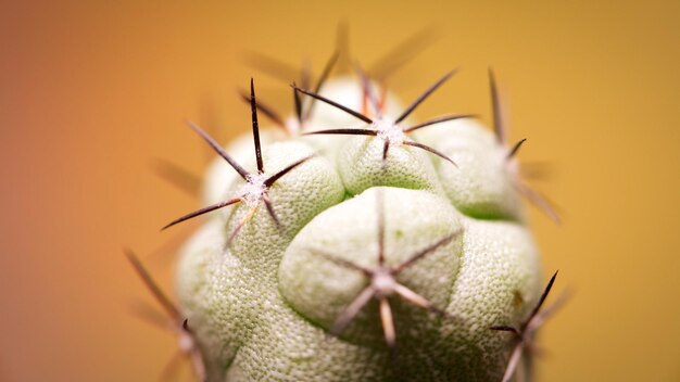 Prossimo piano di un cactus che cresce all'aperto