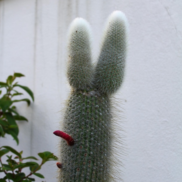 Prossimo piano di un cactus