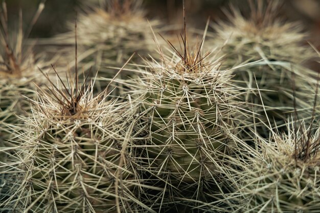 Prossimo piano di un cactus