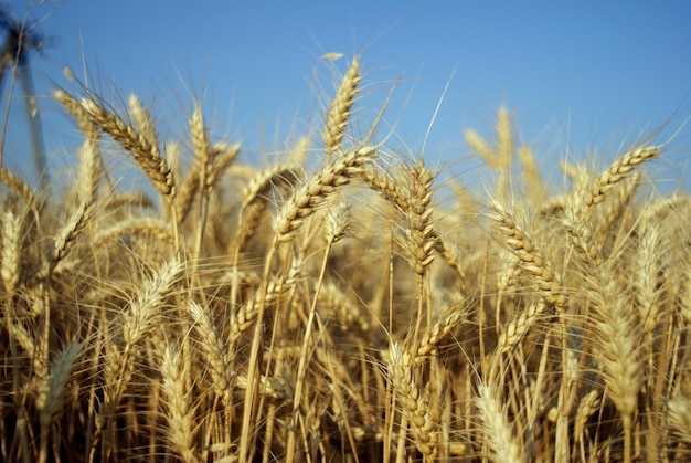 Prossimo piano di un campo di grano contro un cielo limpido