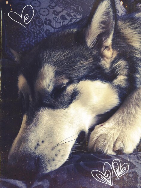 Prossimo piano di un cane che dorme