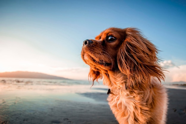 Prossimo piano di un cane che guarda