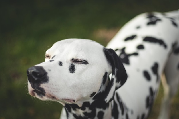 Prossimo piano di un cane dalmata