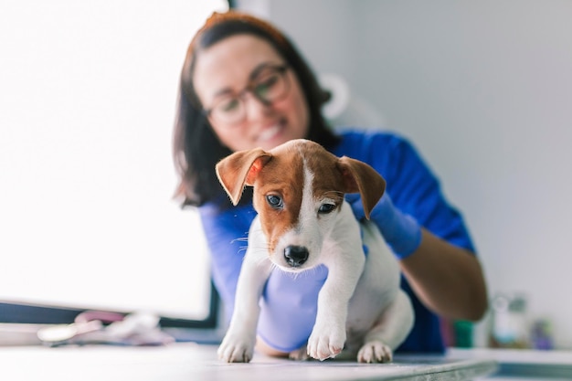 Prossimo piano di un cane in una clinica veterinaria