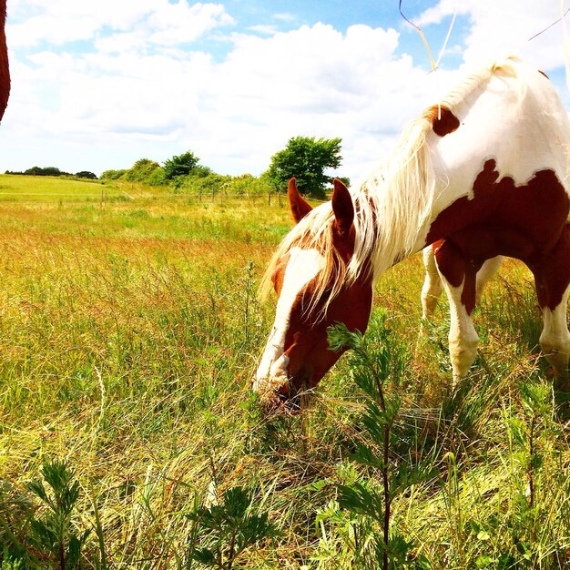 Prossimo piano di un cavallo nel pascolo