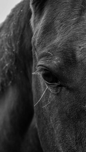 Prossimo piano di un cavallo