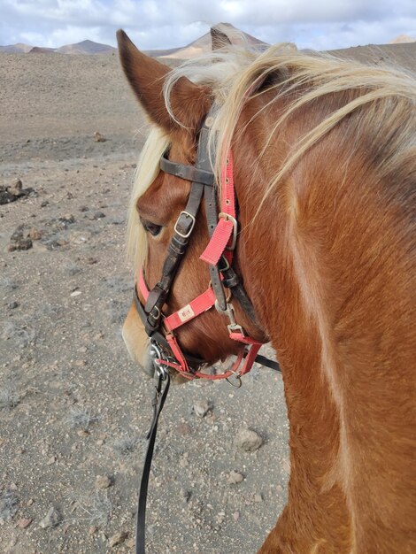 Prossimo piano di un cavallo