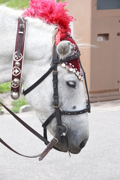 Prossimo piano di un cavallo