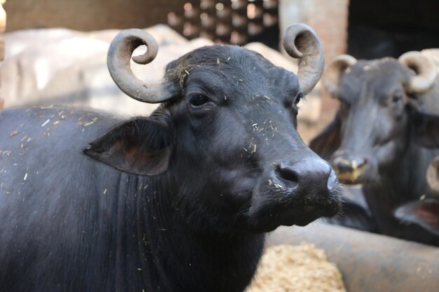 Prossimo piano di un cavallo