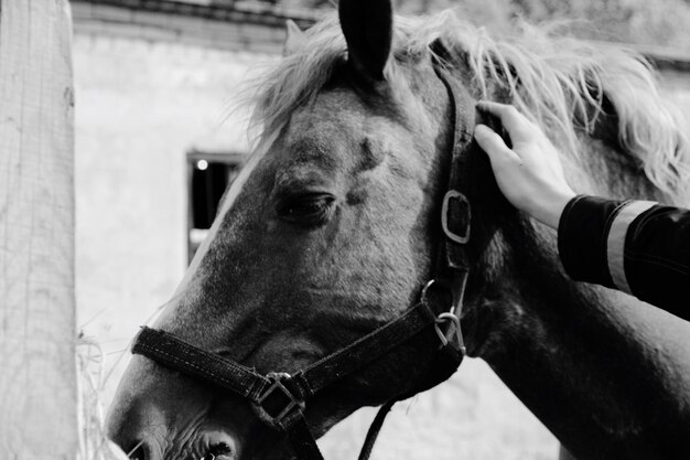 Prossimo piano di un cavallo