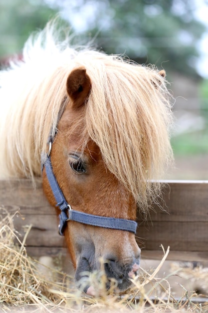 Prossimo piano di un cavallo