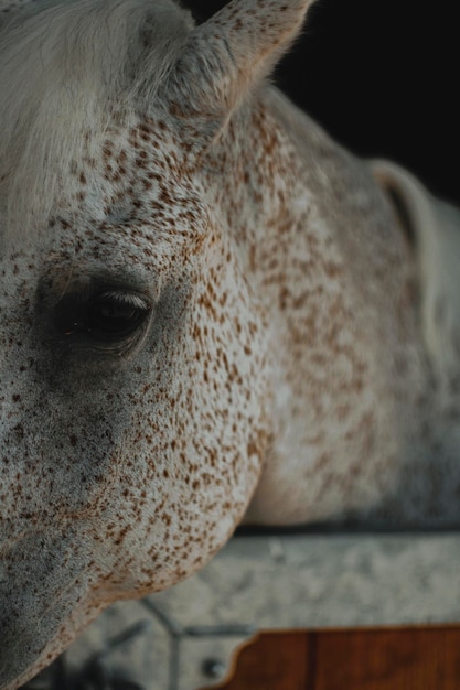 Prossimo piano di un cavallo