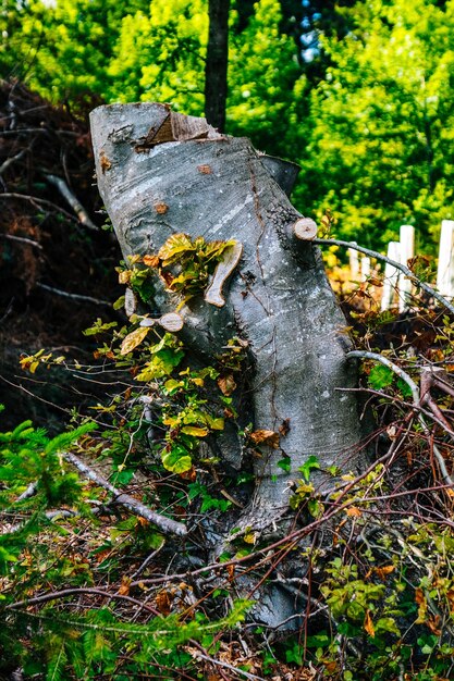 Prossimo piano di un ceppo d'albero in foresta