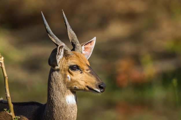 Prossimo piano di un cervo che guarda altrove