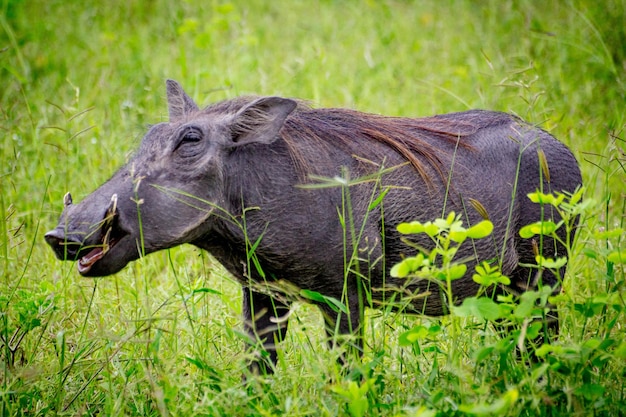Prossimo piano di un cinghiale sull'erba