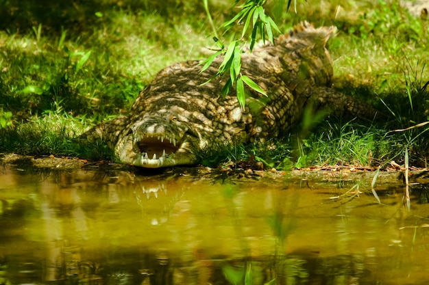 Prossimo piano di un coccodrillo nel lago