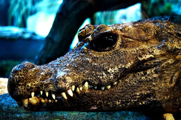 Prossimo piano di un coccodrillo sulla pietra