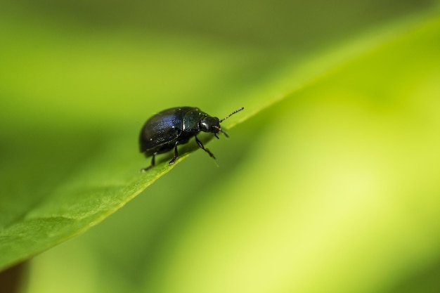 Prossimo piano di un coleottero sulla foglia