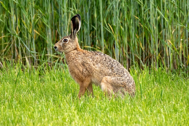 Prossimo piano di un coniglio sul campo erboso