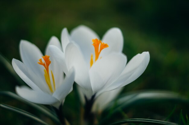 Prossimo piano di un crocus bianco in fiore all'aperto