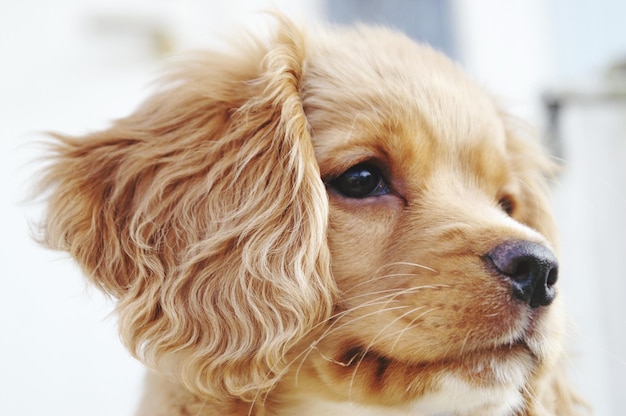 Prossimo piano di un cucciolo carino