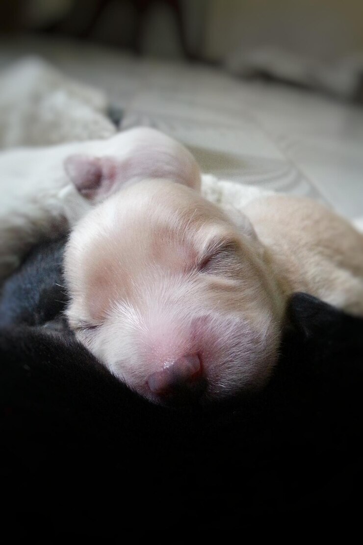 Foto prossimo piano di un cucciolo che dorme