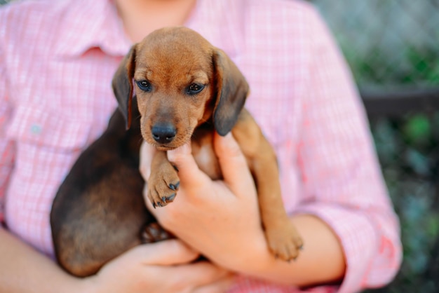 Prossimo piano di un cucciolo di dachshund