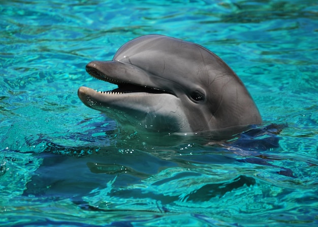 Prossimo piano di un delfino che nuota in mare