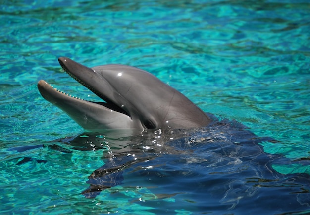 Prossimo piano di un delfino che nuota in mare