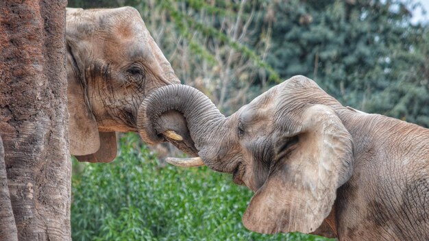 Prossimo piano di un elefante