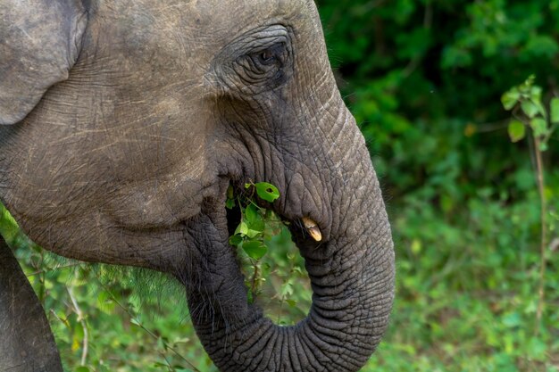 Prossimo piano di un elefante