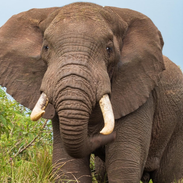 Prossimo piano di un elefante