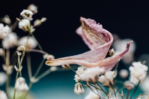 Prossimo piano di un fiore bianco
