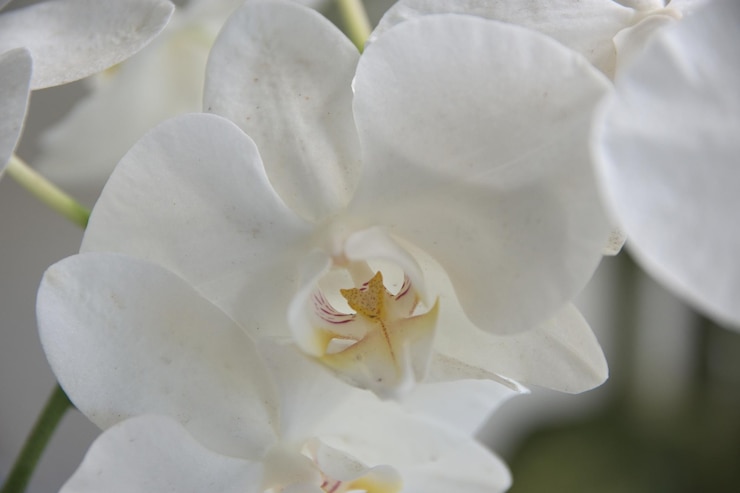 Foto prossimo piano di un fiore bianco