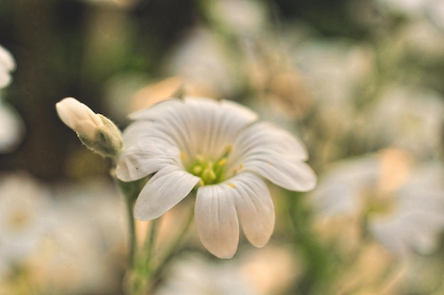 Prossimo piano di un fiore bianco