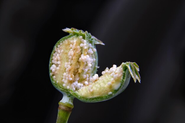 Prossimo piano di un fiore bianco