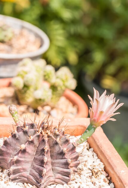 Prossimo piano di un fiore di cactus