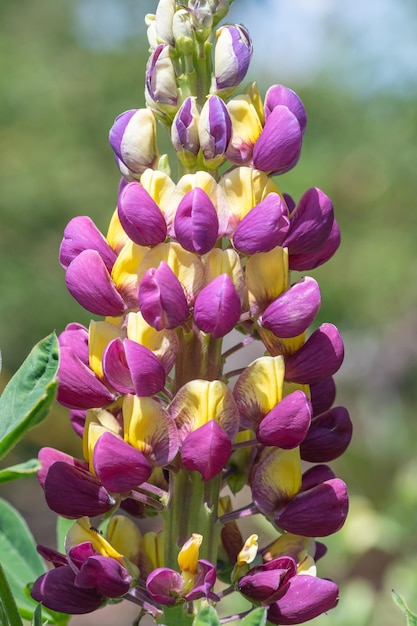 Prossimo piano di un fiore di lupino viola e giallo