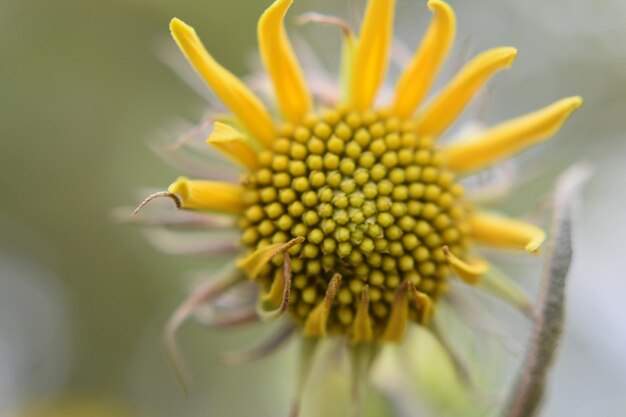 Prossimo piano di un fiore giallo.