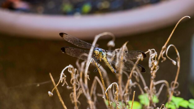 Prossimo piano di un fiore impollinato da una farfalla