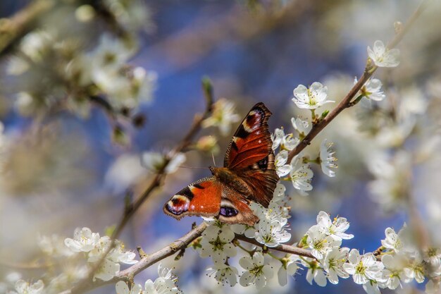 Prossimo piano di un fiore impollinato da una farfalla