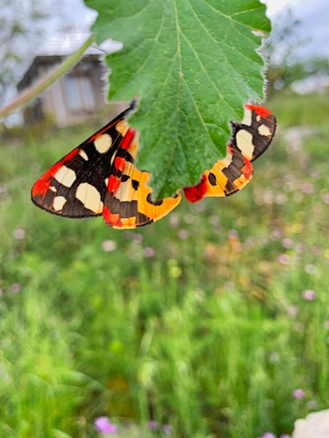 Prossimo piano di un fiore impollinato da una farfalla