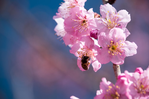Prossimo piano di un fiore impollinato dalle api